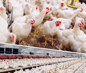 smart-poultry-farming