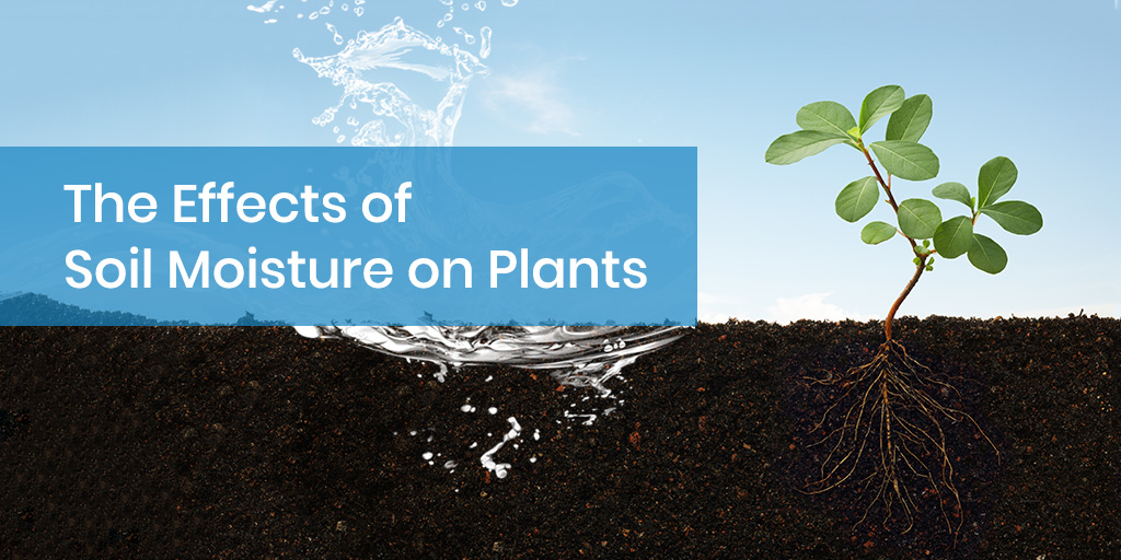 The Effects of Soil Moisture on Plants