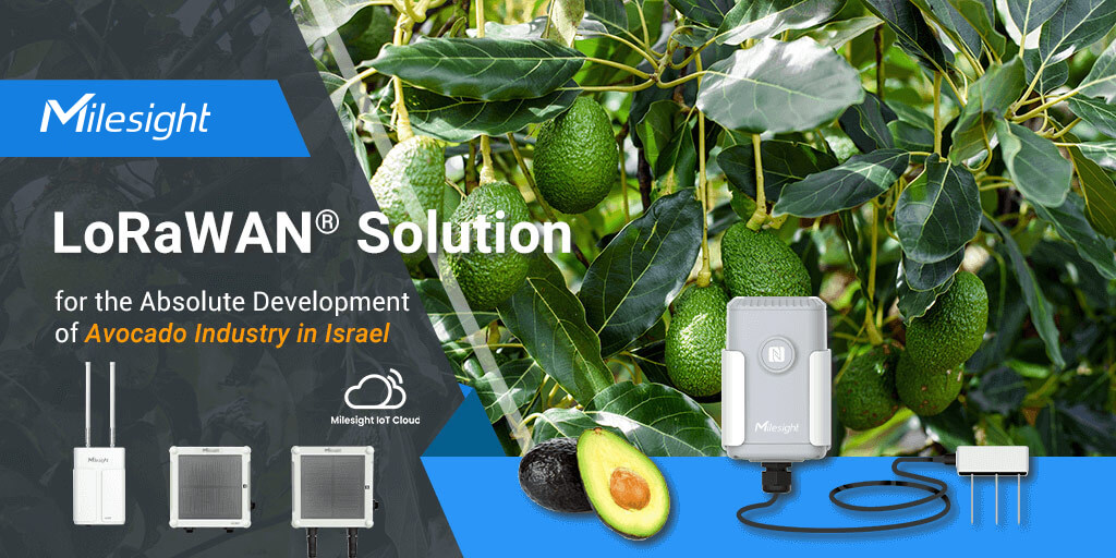 avocado-industry-in-israel